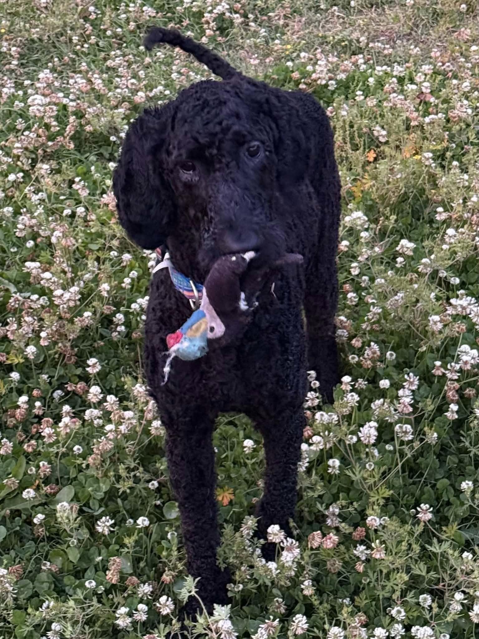 Cash, ADOPTABLE, Young Male Standard Poodle.