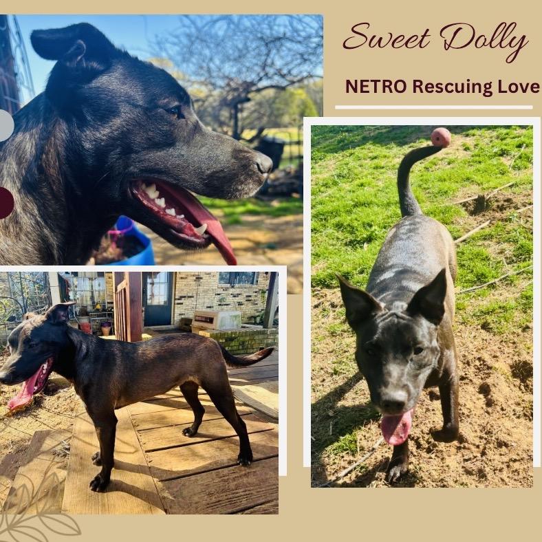 Enlarge Dolly, a Adoptable mixed breed in Mount Pleasant, TX image 1/6