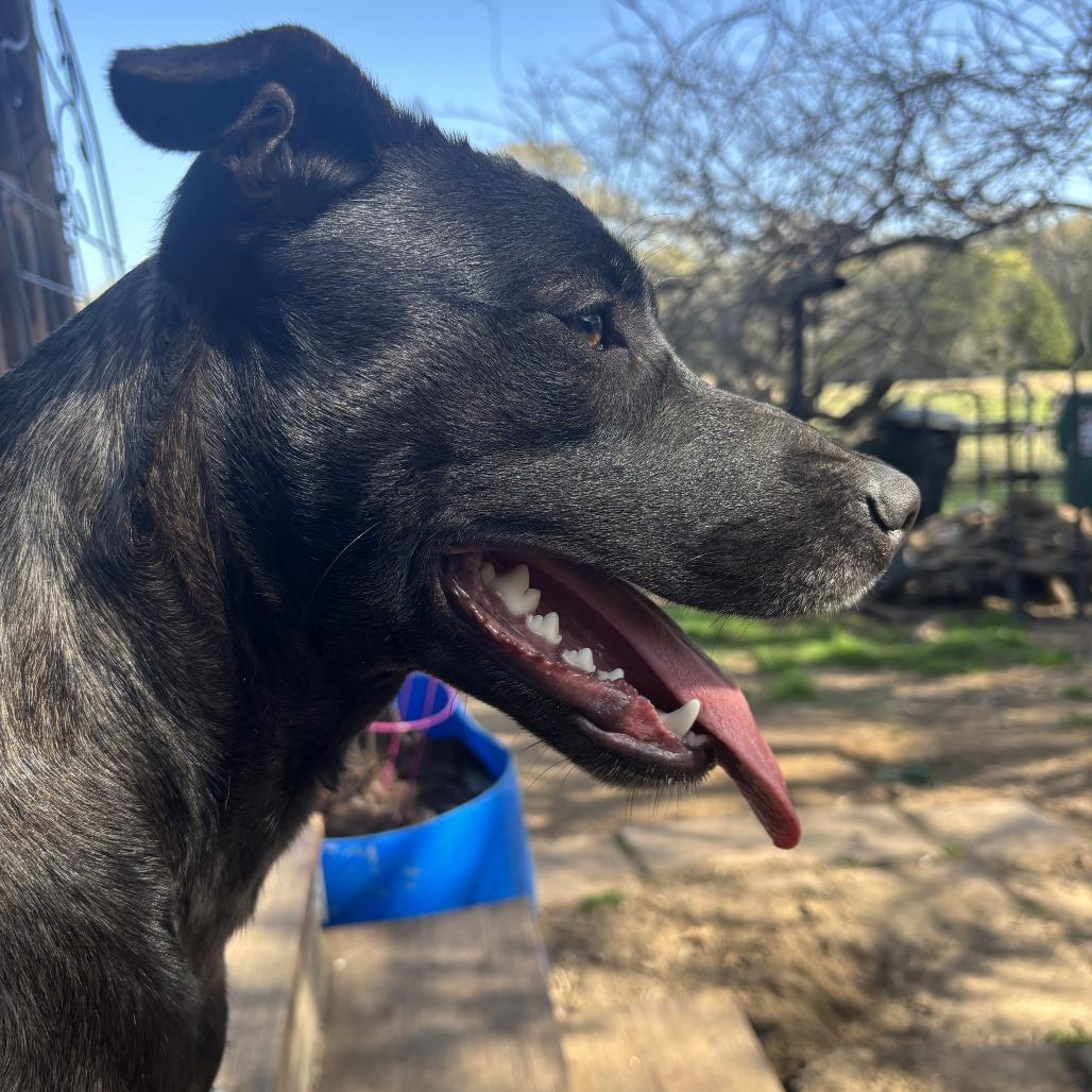 Enlarge Dolly, a Adoptable mixed breed in Mount Pleasant, TX image 2/6