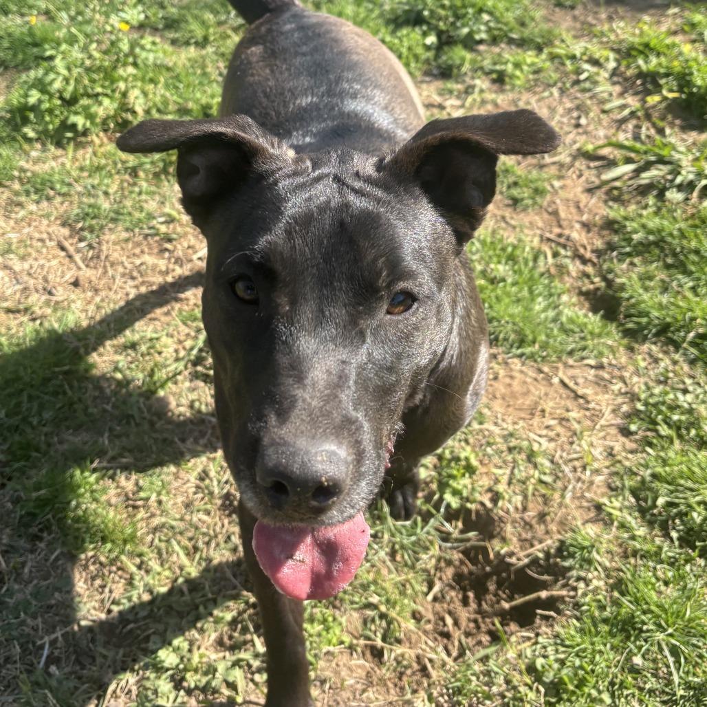 Dolly, Adoptable, Adult Female Labrador Retriever & Mixed Breed.