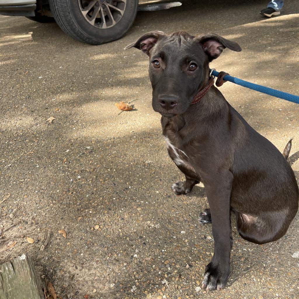 Dolly, a Adoptable mixed breed in Mount Pleasant, TX image 2/6