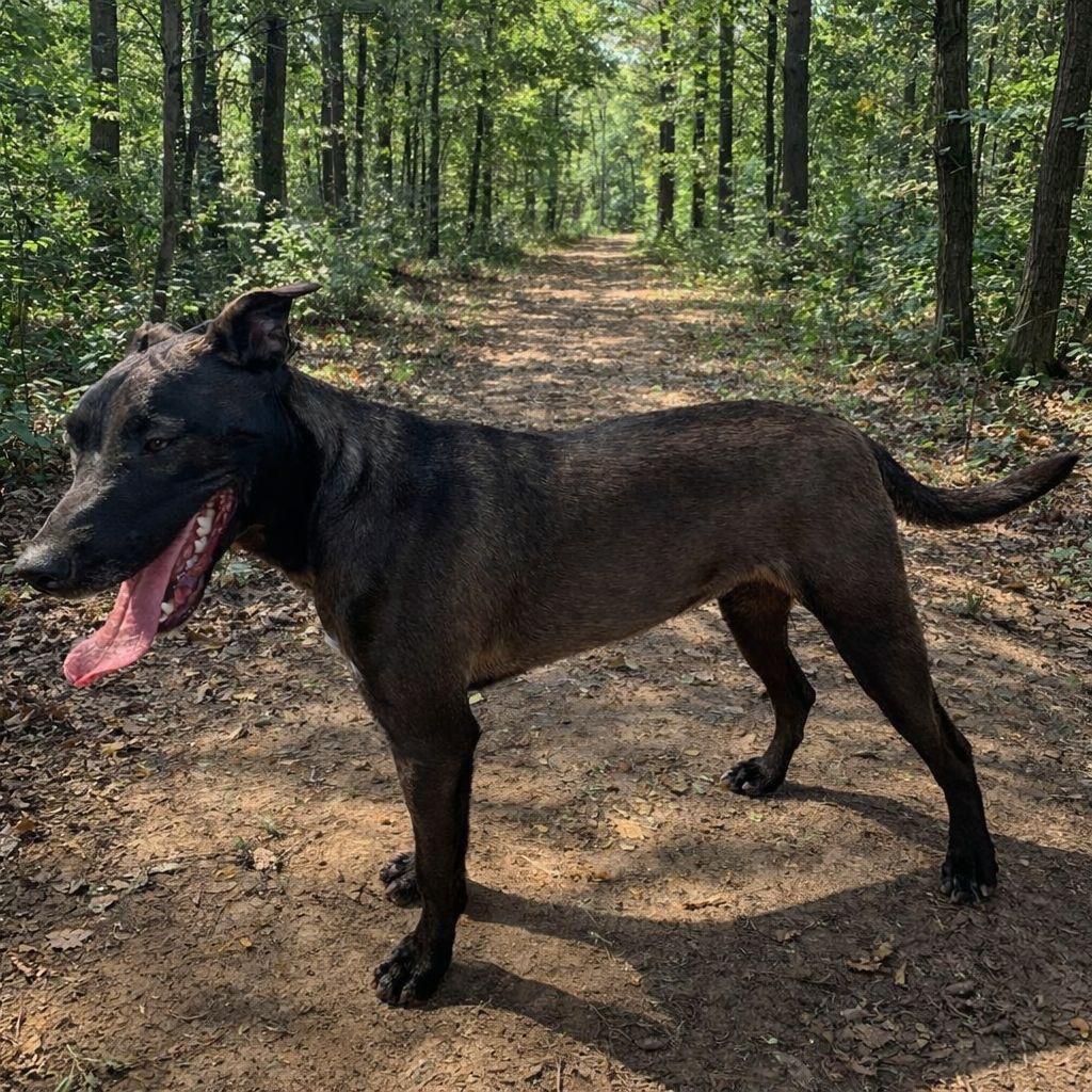 Enlarge Dolly, a Adoptable mixed breed in Mount Pleasant, TX image 4/6