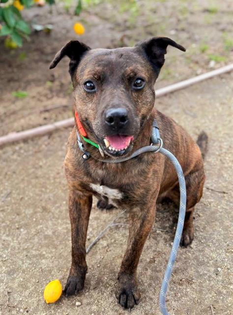 HUDSON, Adoptable, Adult Male Pit Bull Terrier & Shar-Pei.
