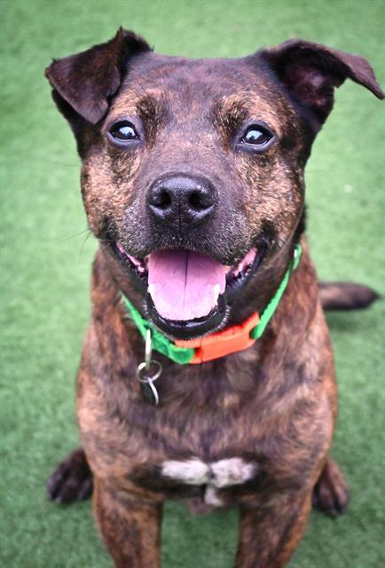 HUDSON, Adoptable, Adult Male Pit Bull Terrier & Shar-Pei.