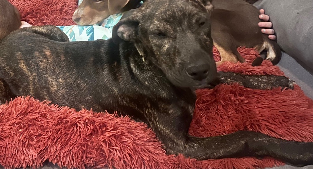 Sally , Adopted, Puppy Female Plott Hound & Black Mouth Cur.