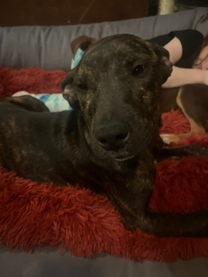 Sally , a Adopted mixed breed in Centerville , MA image 4/6