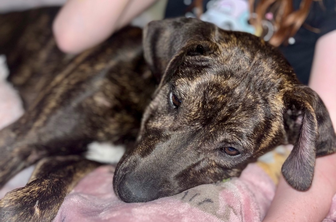 Sally , a Adopted mixed breed in Centerville , MA image 5/6