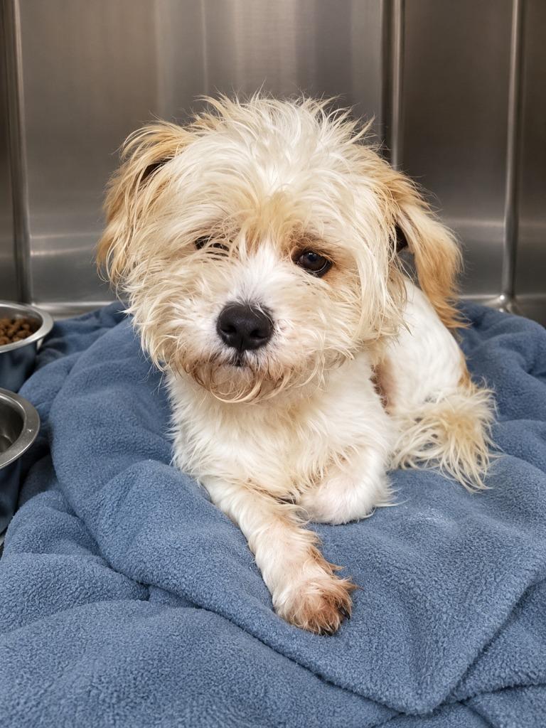 Louie, Adoptable, Senior Male Lhasa Apso & Terrier.