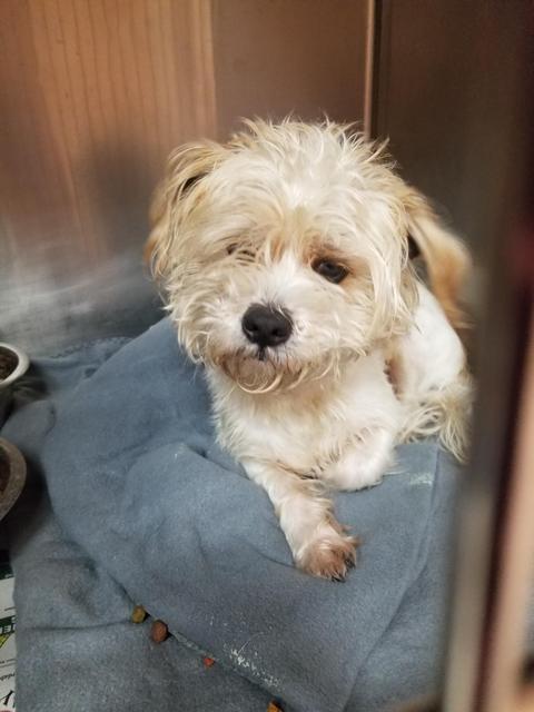 Enlarge Louie, a Adoptable mixed breed in Gautier, MS image 2/3