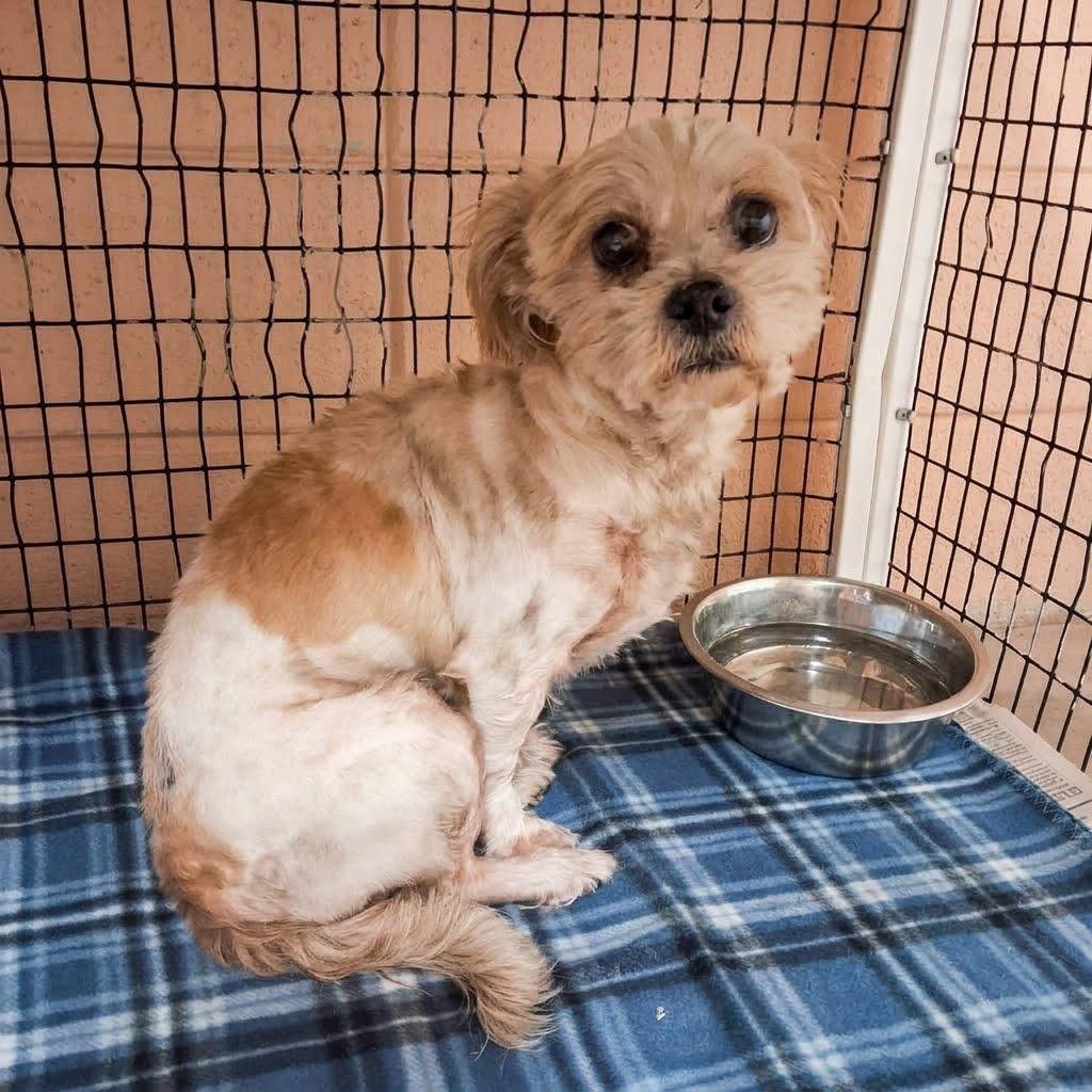 Enlarge Louie, a Adoptable mixed breed in Gautier, MS image 3/3