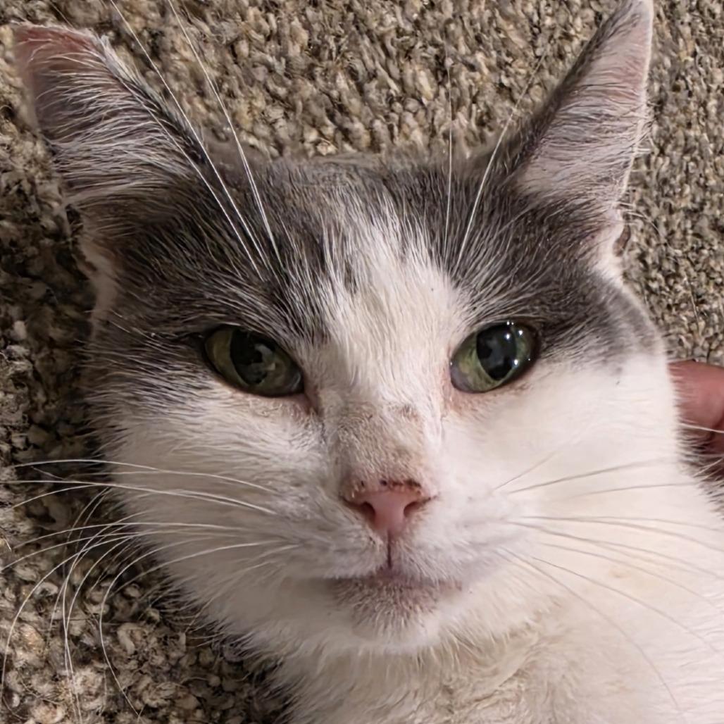 Chong, Adoptable, Young Female Domestic Long Hair.