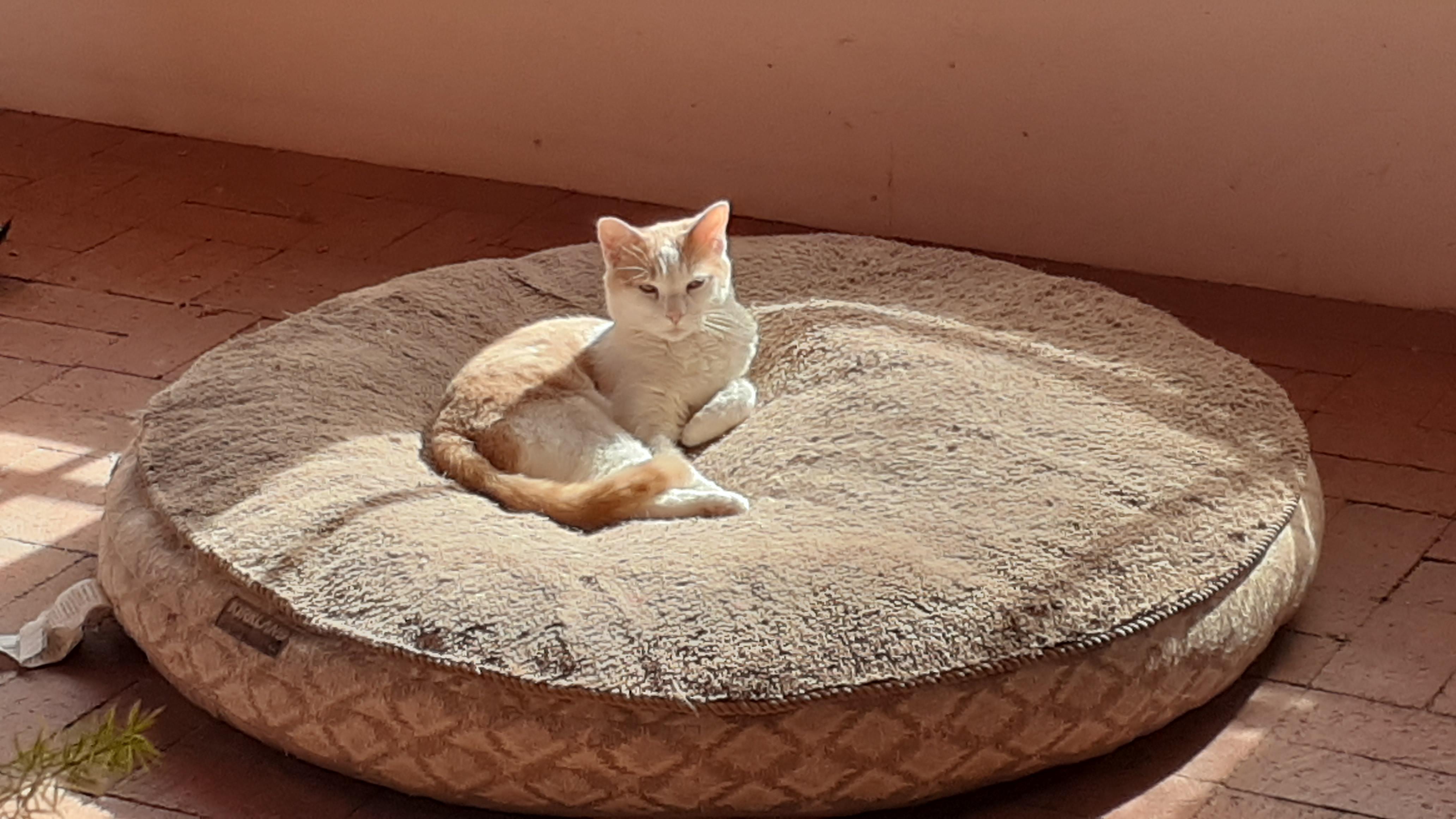 Enlarge Casper, a Adoptable Domestic Short Hair in Corrales, NM image 1/4
