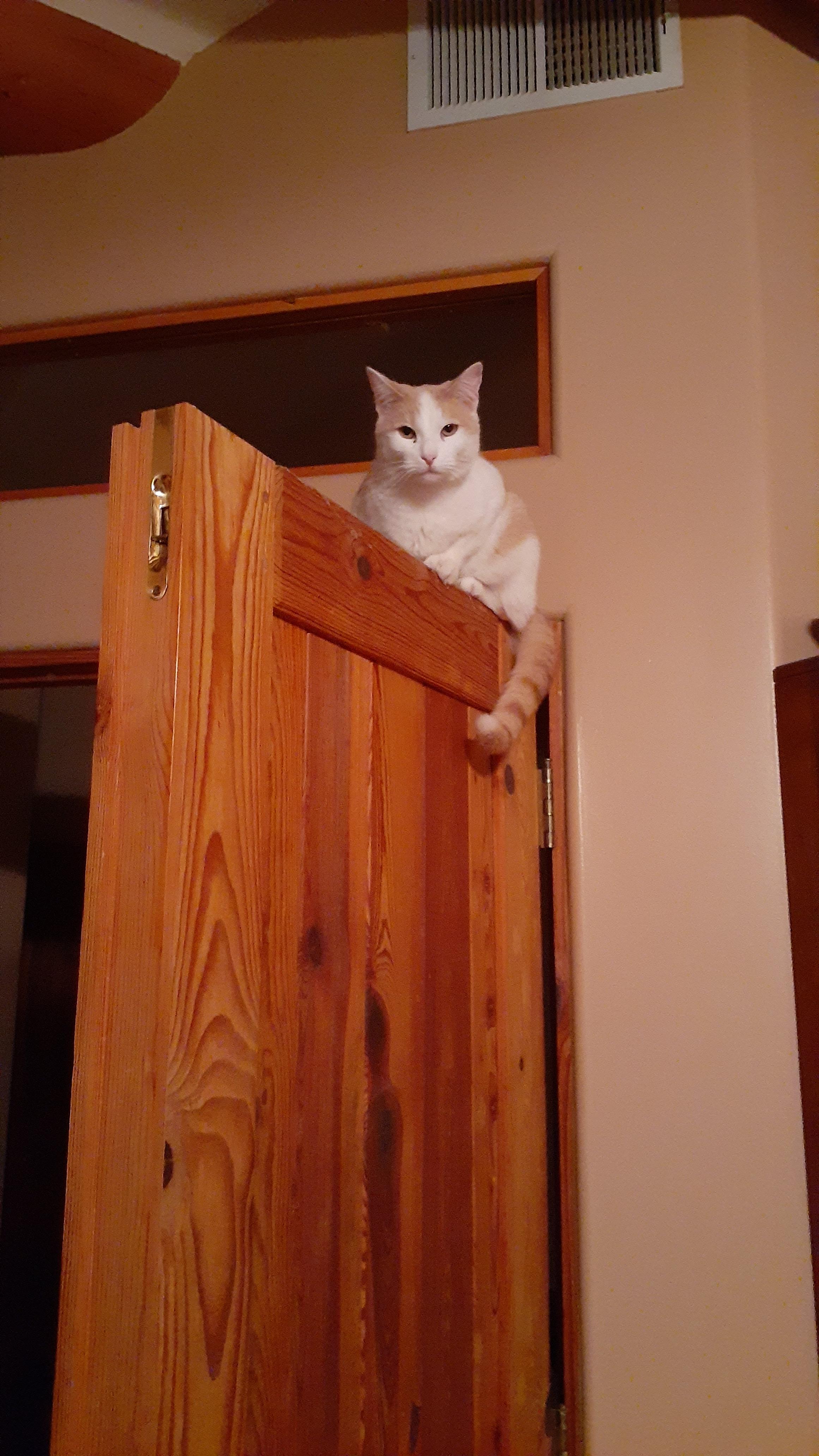 Enlarge Casper, a Adoptable Domestic Short Hair in Corrales, NM image 2/4