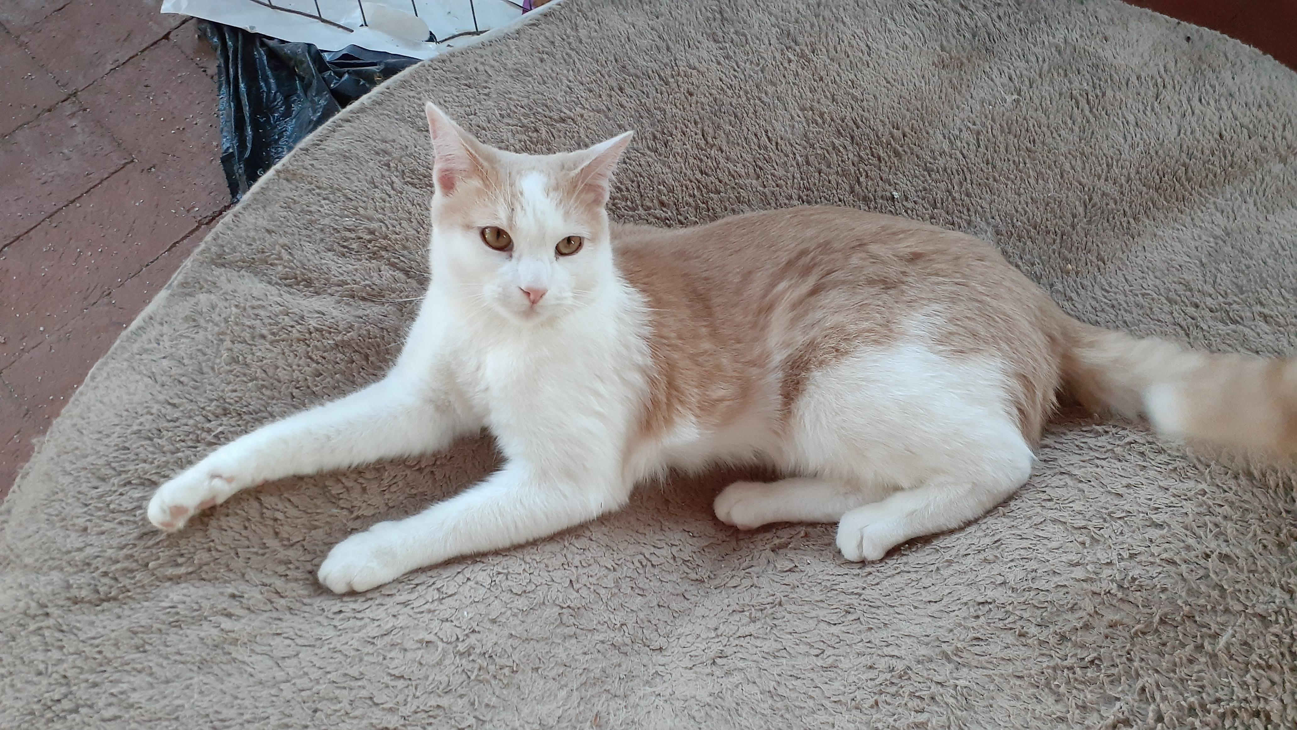 Enlarge Casper, a Adoptable Domestic Short Hair in Corrales, NM image 3/4