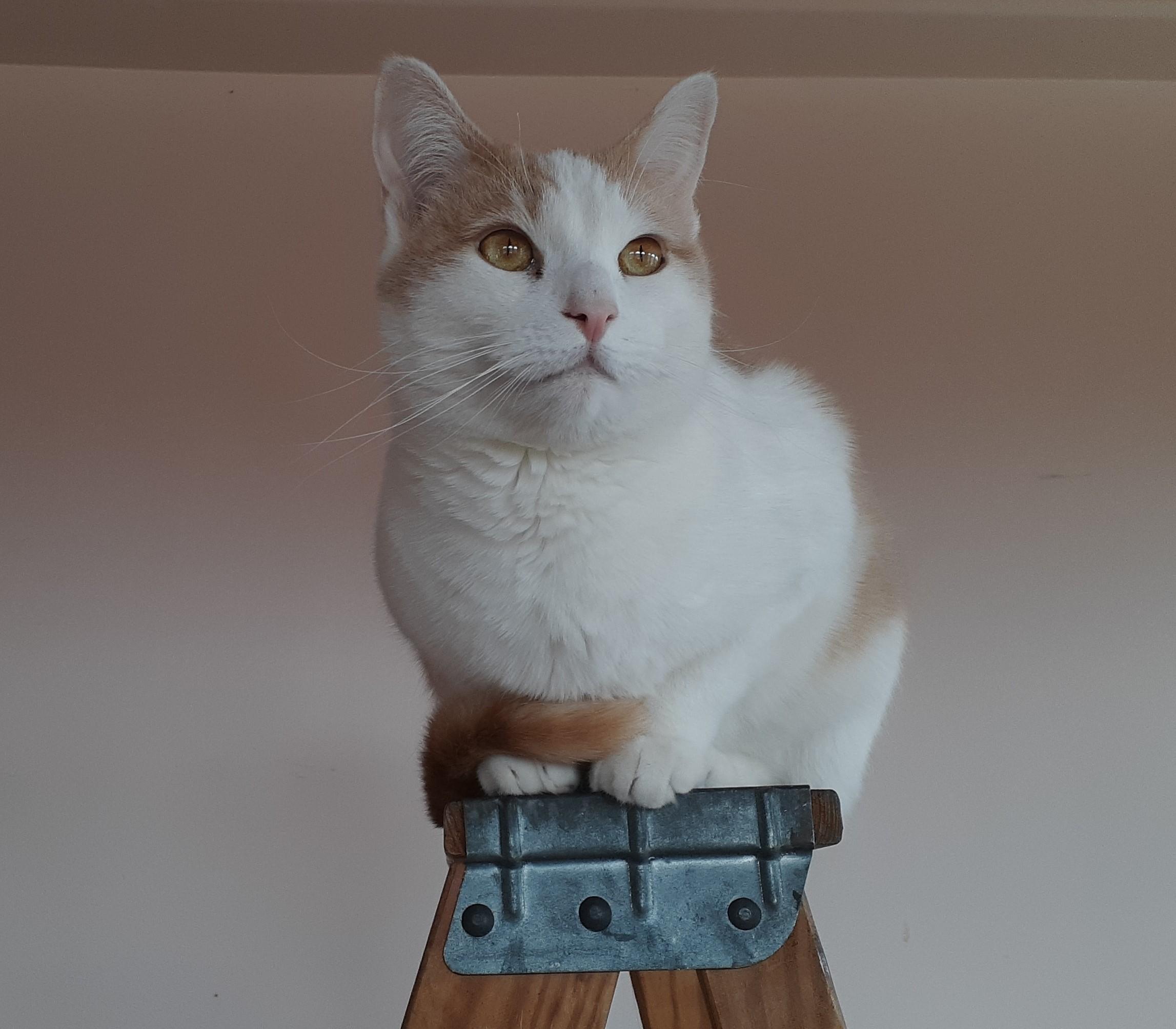 Enlarge Casper, a Adoptable Domestic Short Hair in Corrales, NM image 4/4