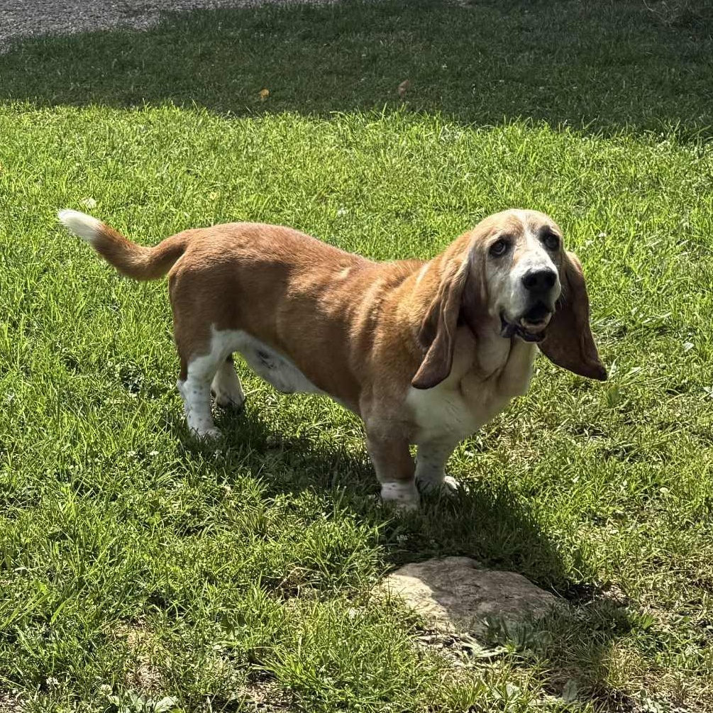 Odie