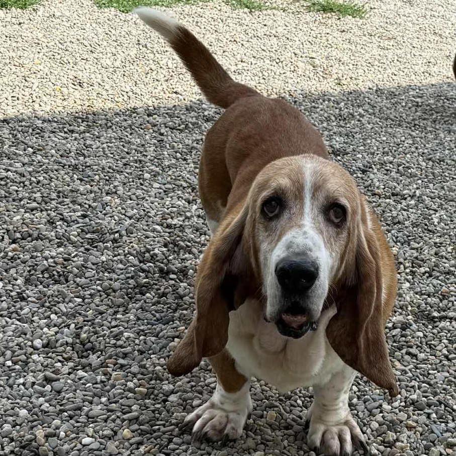Odie