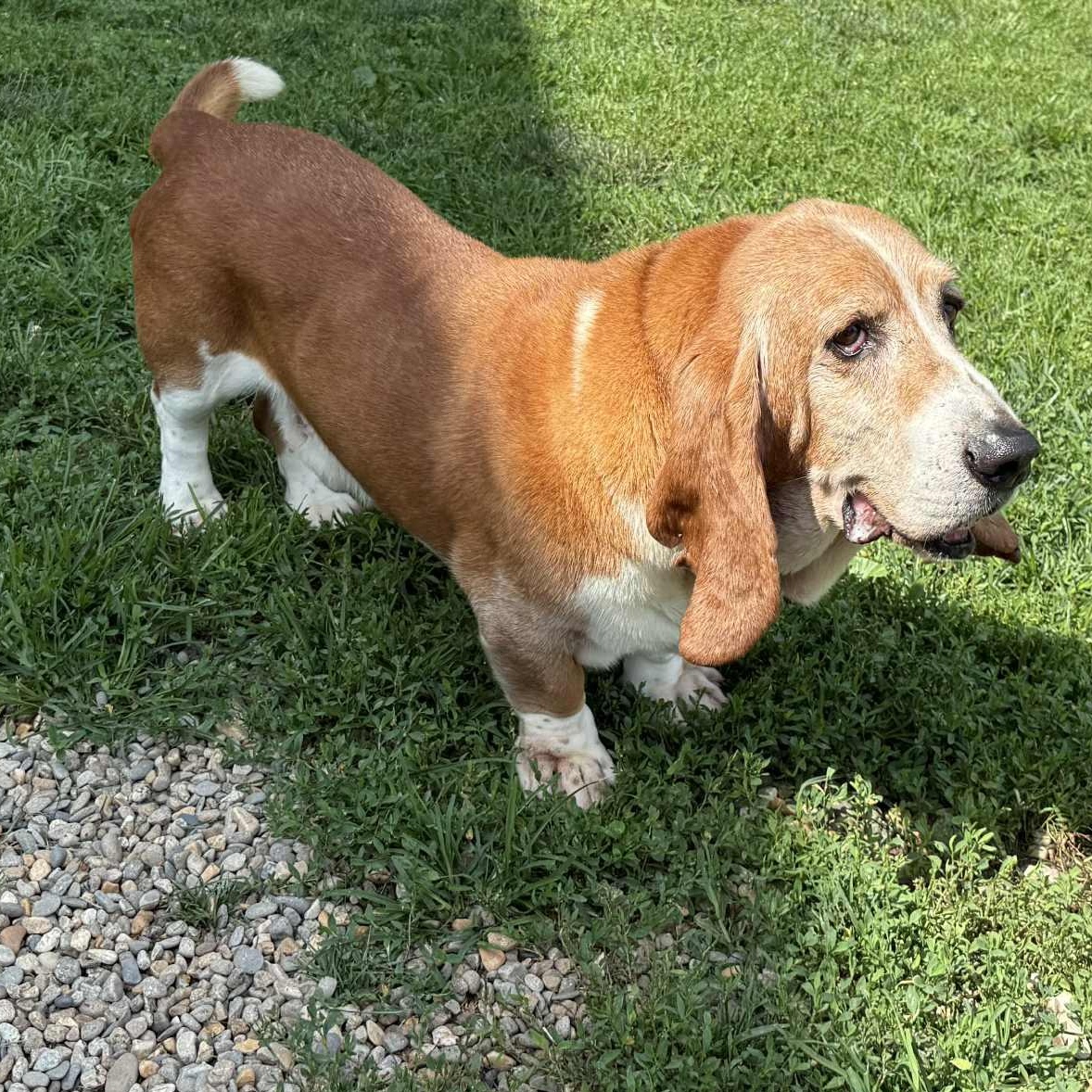 Odie