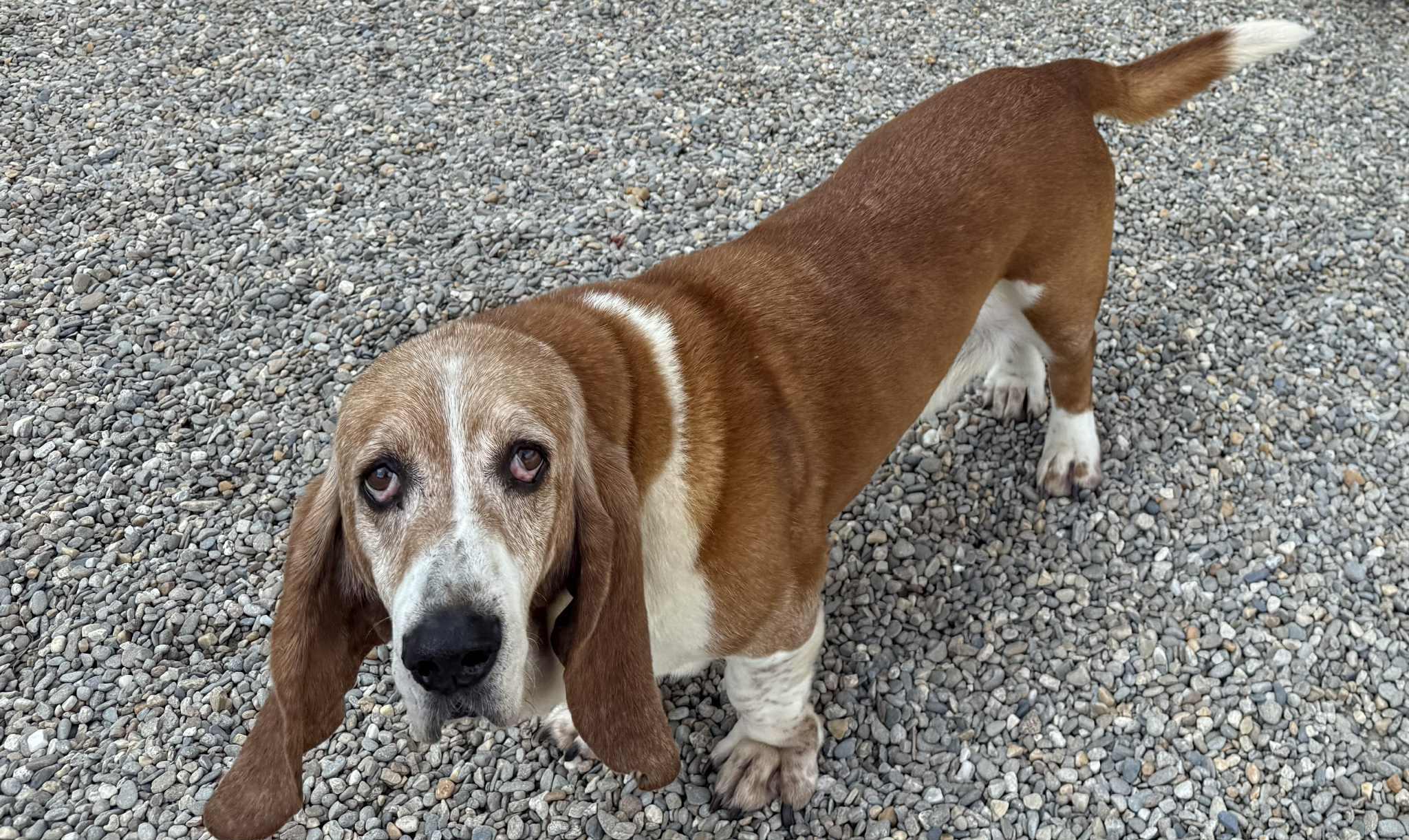 Odie