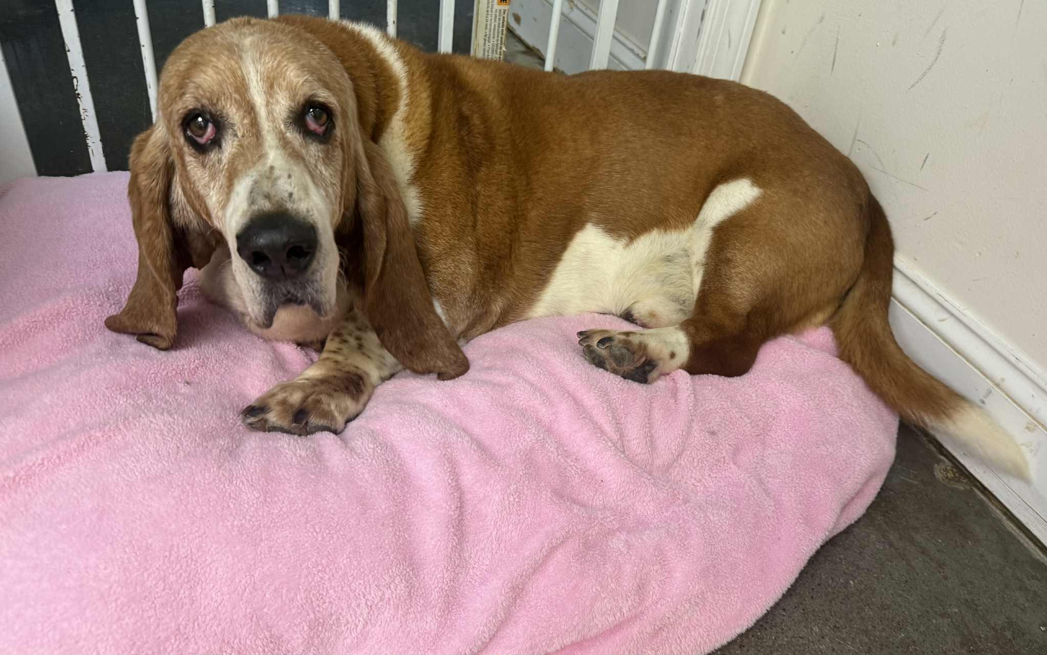 Odie