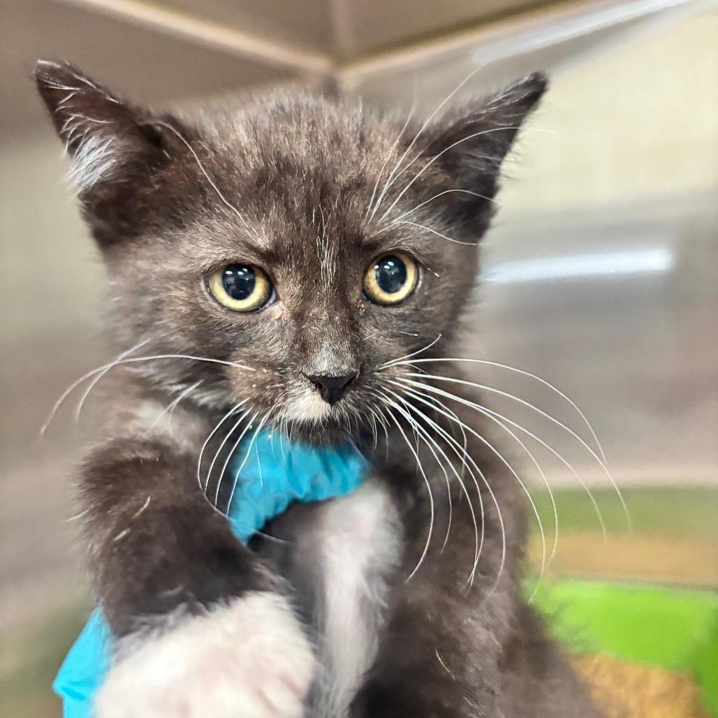 Rue 48C26, Adoptable, Kitten Female Domestic Short Hair & Domestic Short Hair.