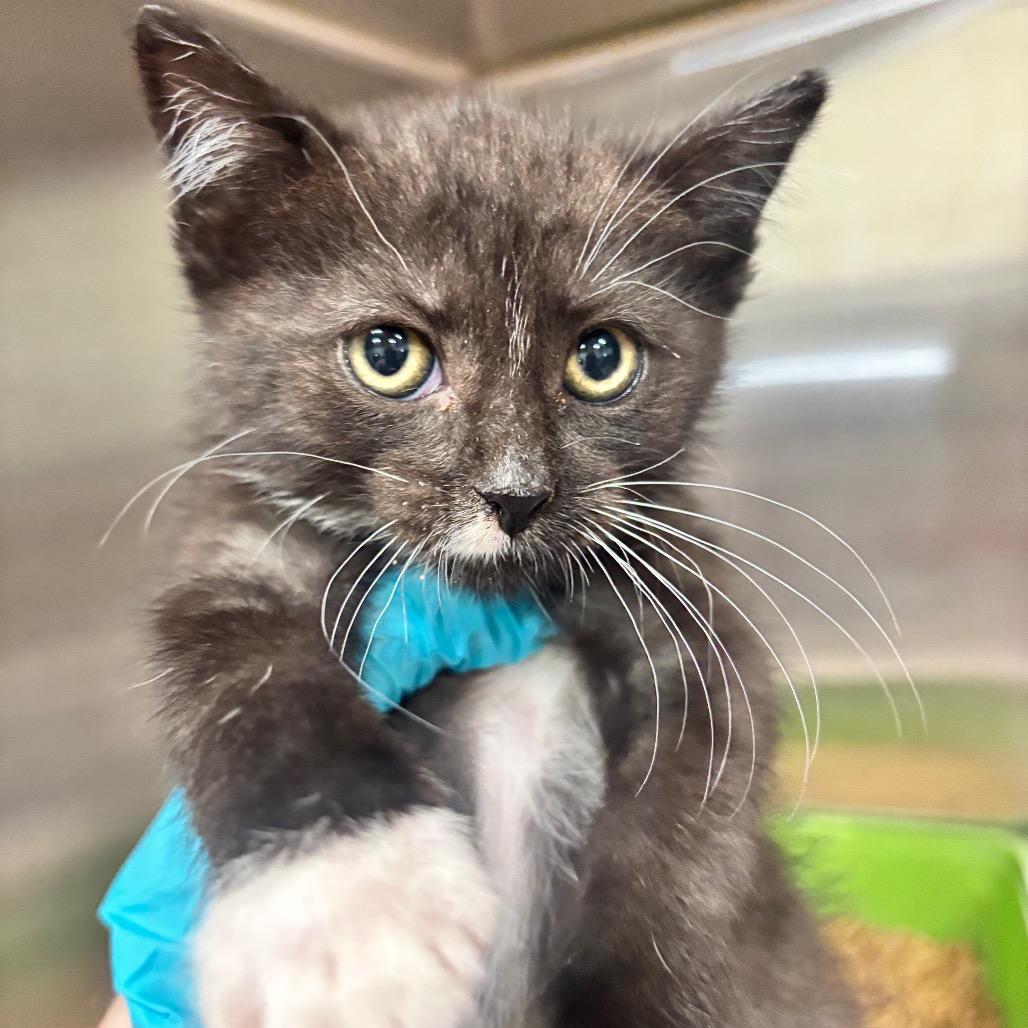 Enlarge Rue 48C26, a Adoptable mixed breed in Napoleon, OH image 2/3