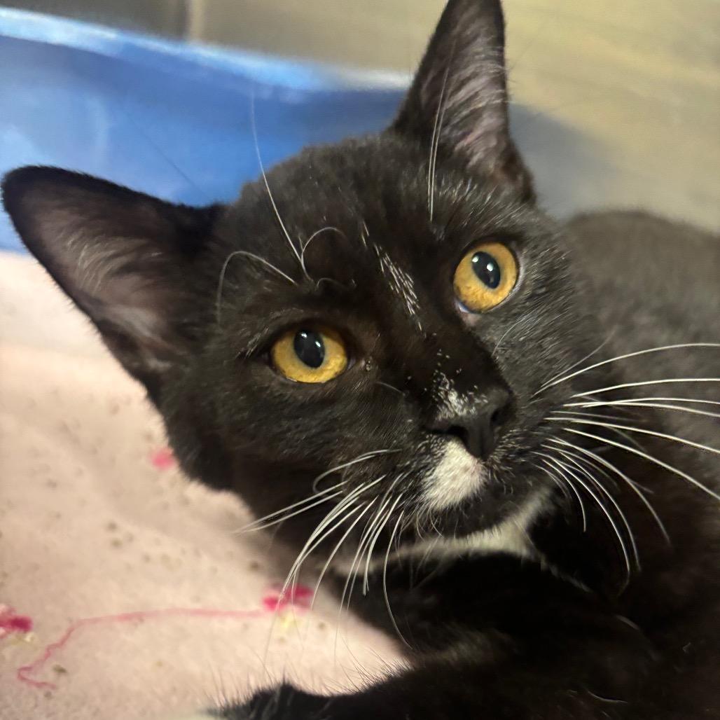 Enlarge Rue 48C26, a Adoptable mixed breed in Napoleon, OH image 3/3