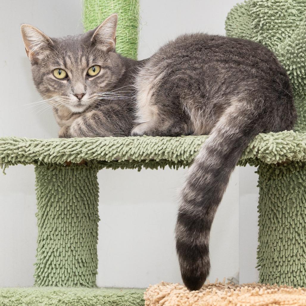 Enlarge Tina, a Adoptable Domestic Short Hair in Hawthorne, CA image 1/3