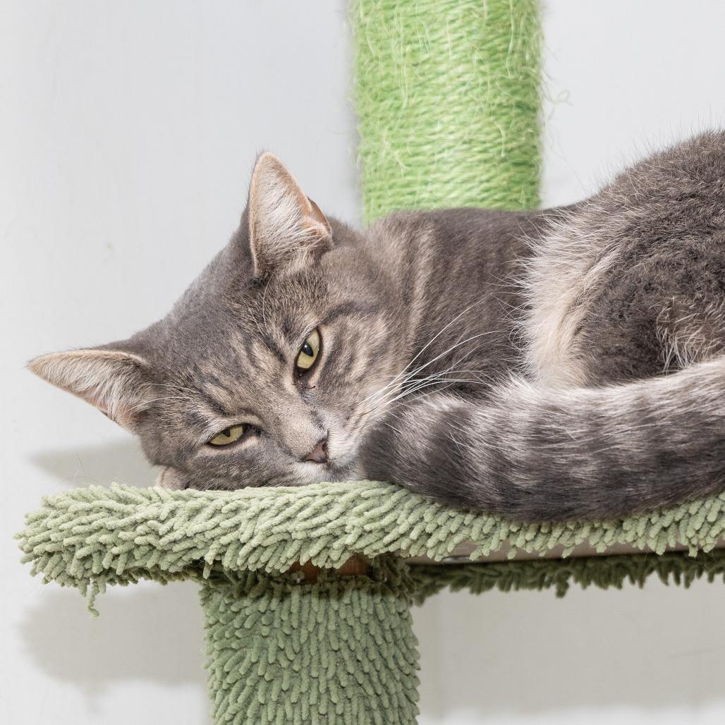 Enlarge Tina, a Adoptable Domestic Short Hair in Hawthorne, CA image 2/3