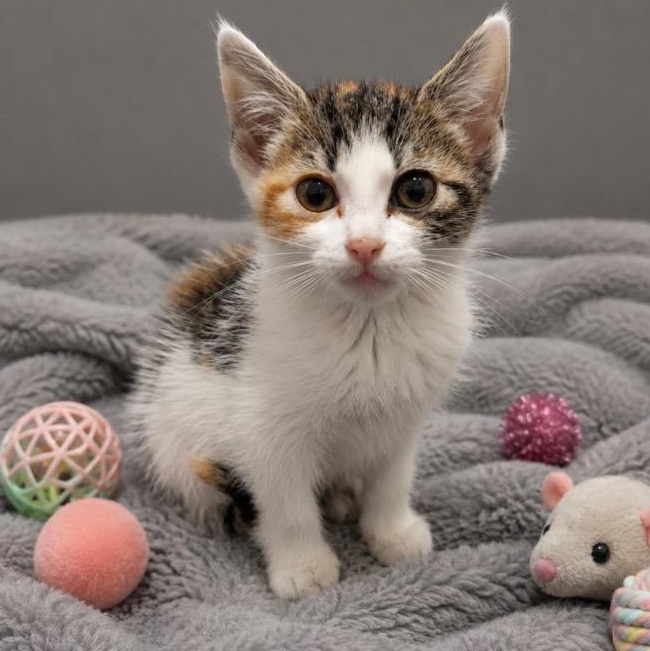 Enlarge Trixie, a ADOPTABLE mixed breed in Andover, MN image 1/1