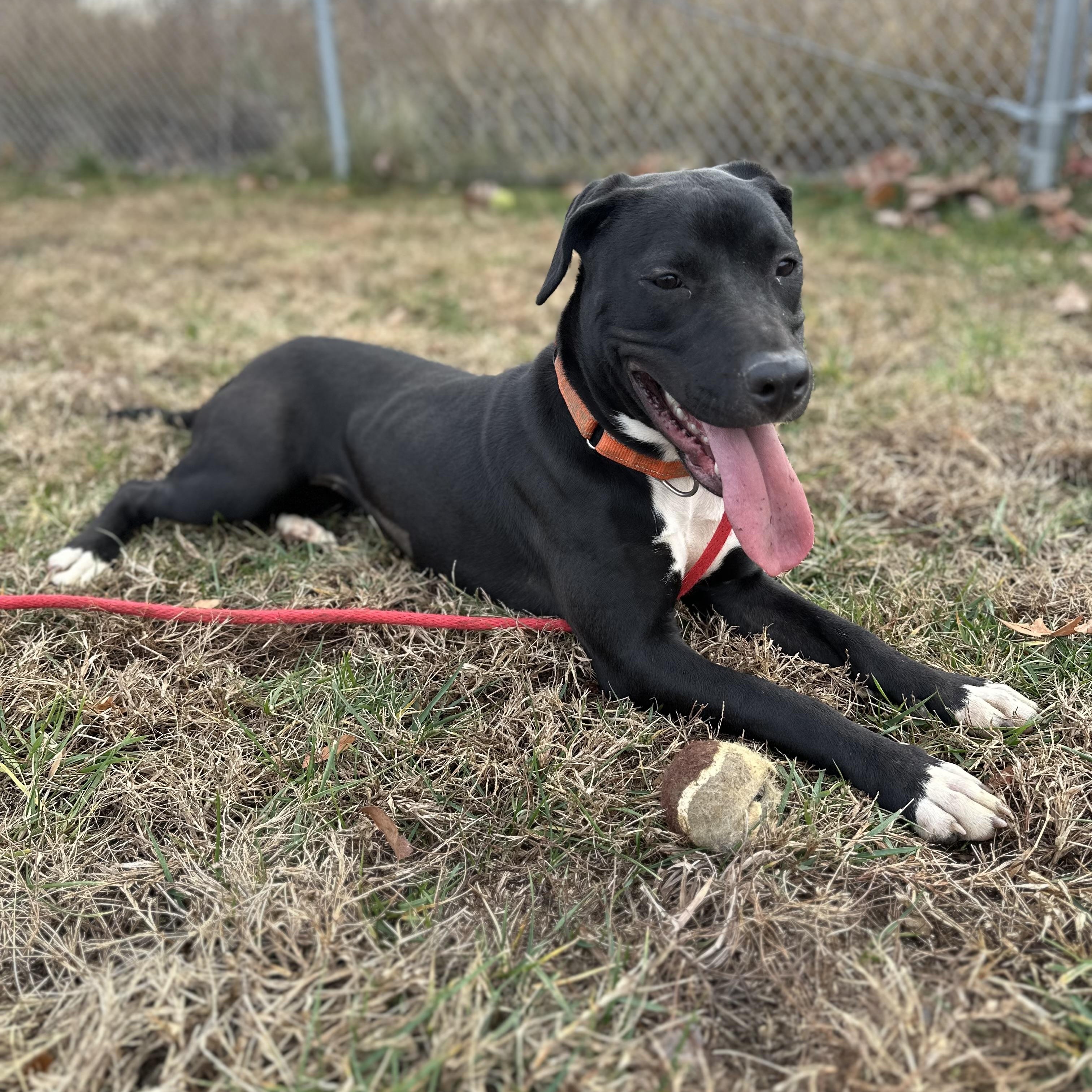 Bella (ID 48920/ 3594)