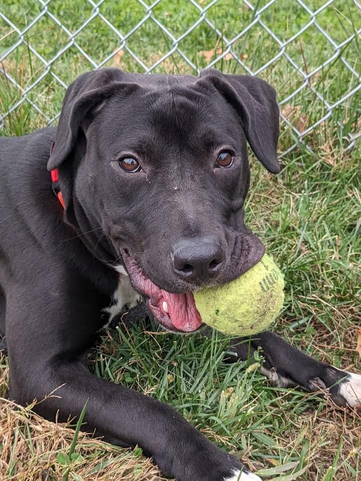 Bella (ID 48920/ 3594)