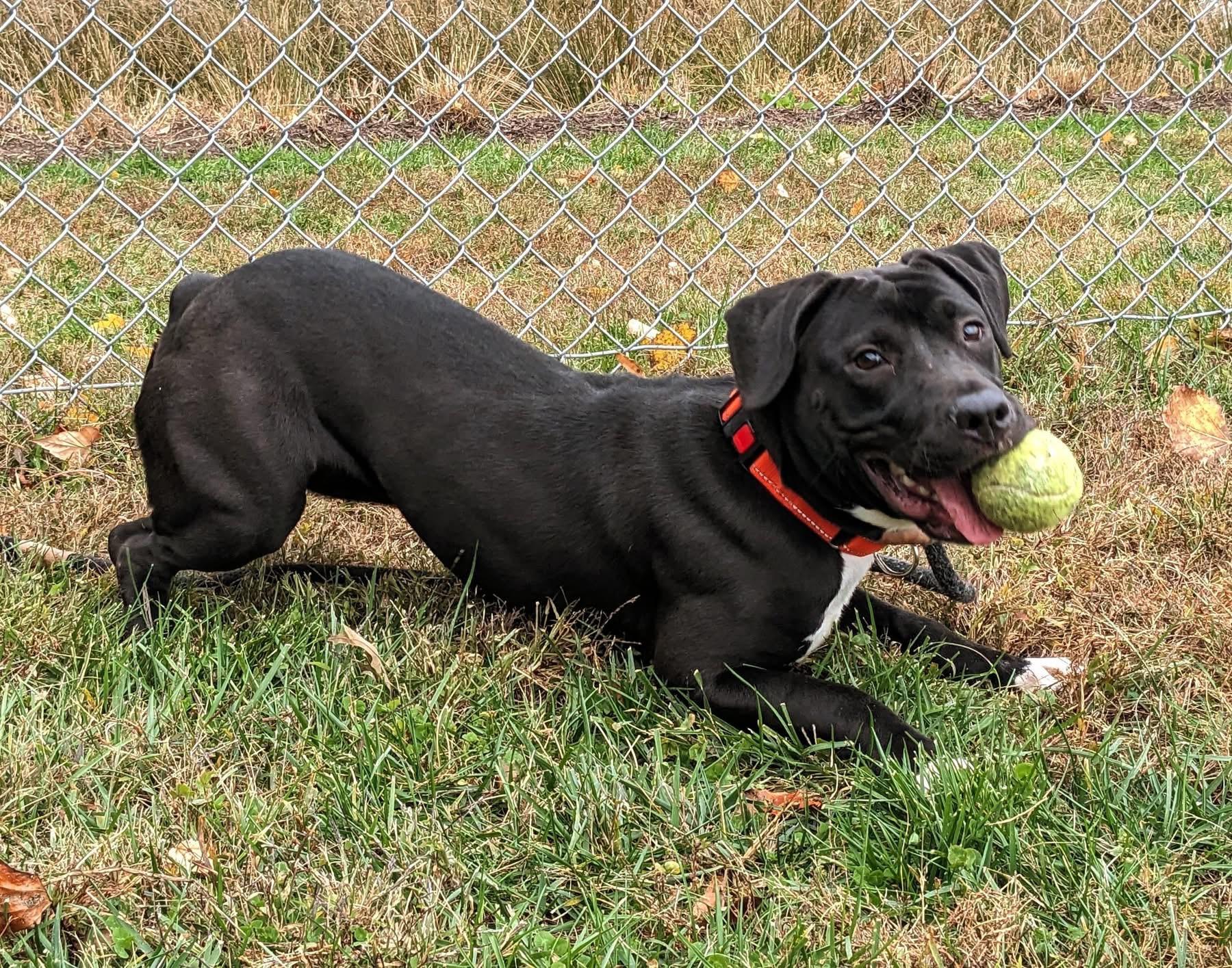 Bella (ID 48920/ 3594)