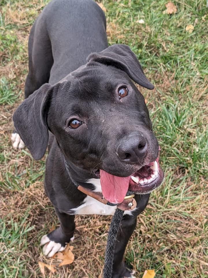 Bella (ID 48920/ 3594)