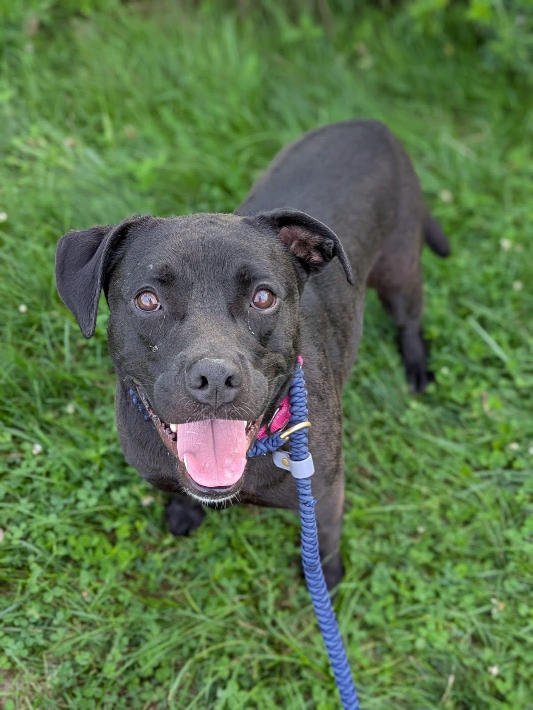 Enlarge Sassy, a ADOPTABLE mixed breed in Cleveland, OH image 5/5