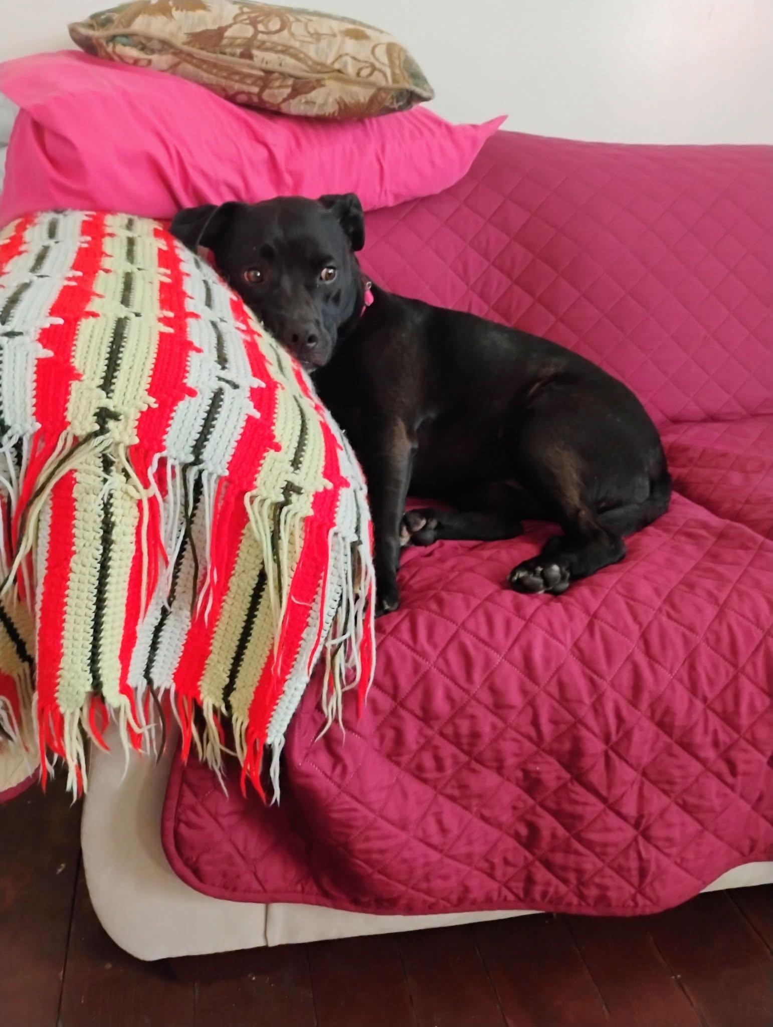 Enlarge Sassy, a ADOPTABLE mixed breed in Cleveland, OH image 4/5