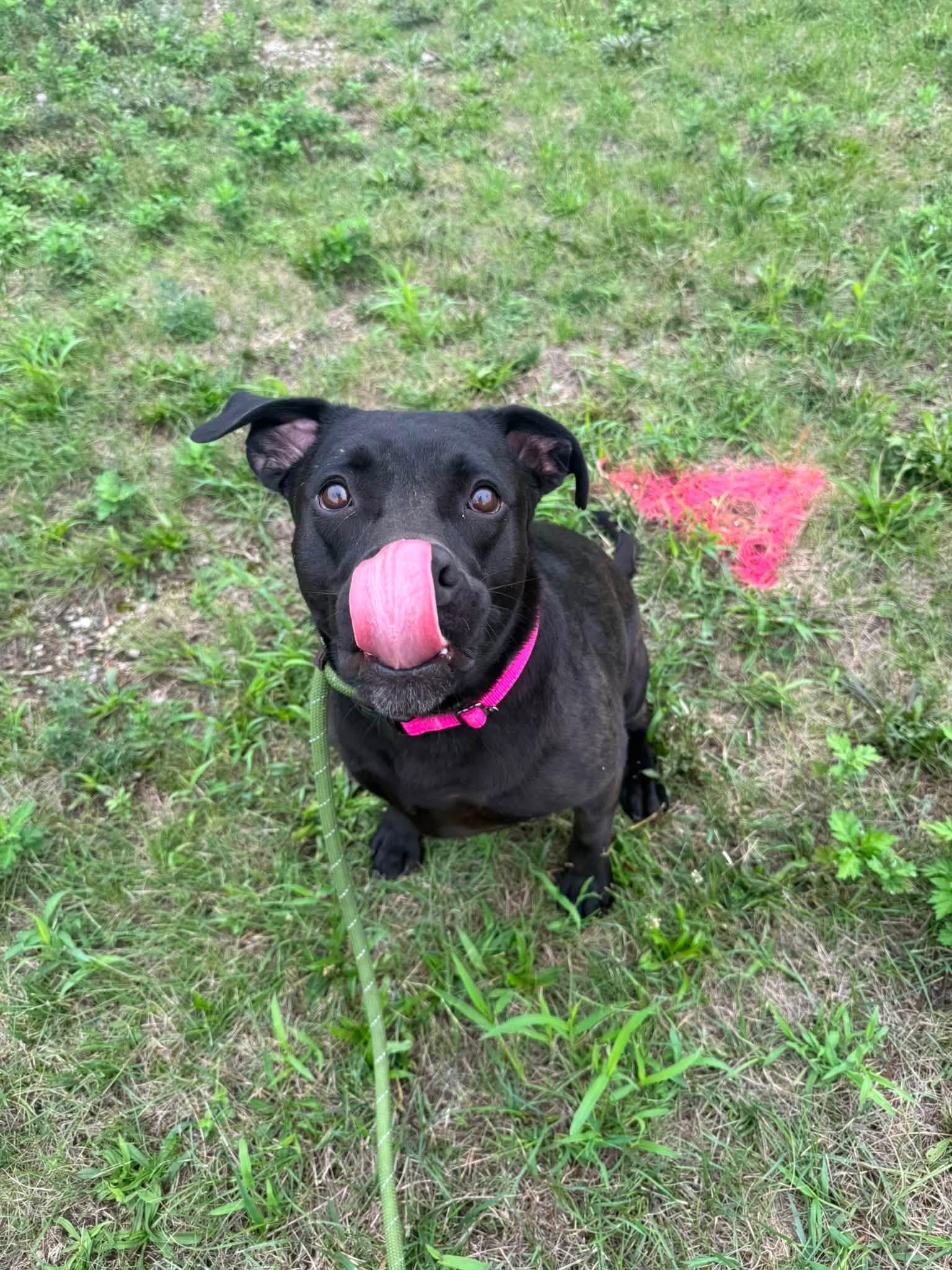 Enlarge Sassy, a ADOPTABLE mixed breed in Cleveland, OH image 3/5
