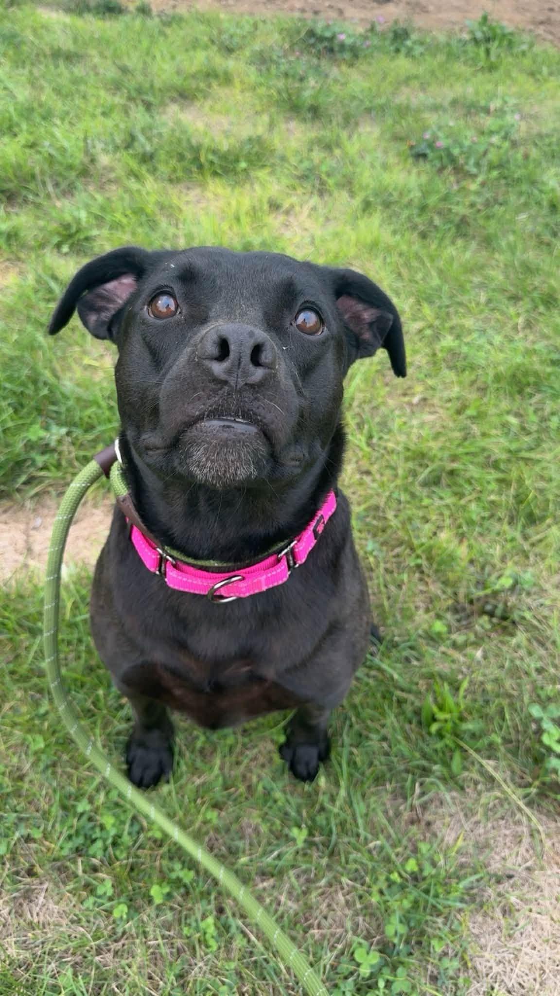 Enlarge Sassy, a ADOPTABLE mixed breed in Cleveland, OH image 2/5