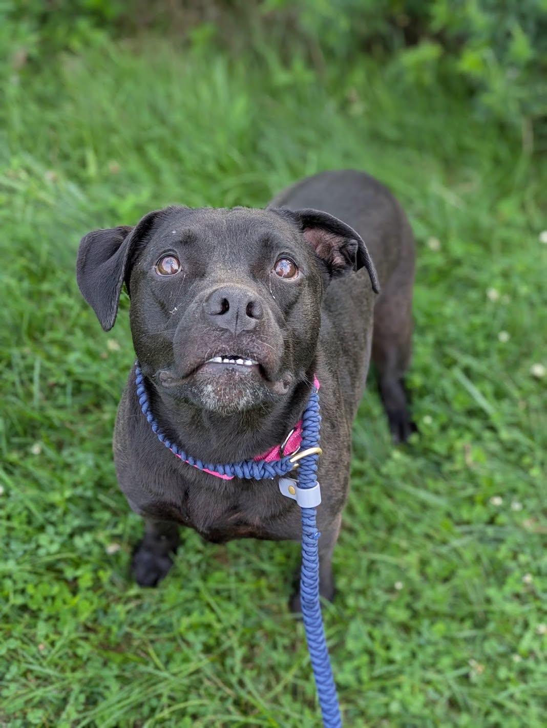 Enlarge Sassy, a ADOPTABLE mixed breed in Cleveland, OH image 1/5