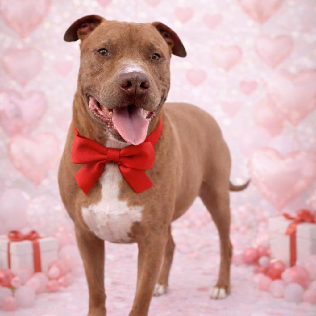 Enlarge *Nate, a Adoptable American Staffordshire Terrier in Justin, TX image 2/5