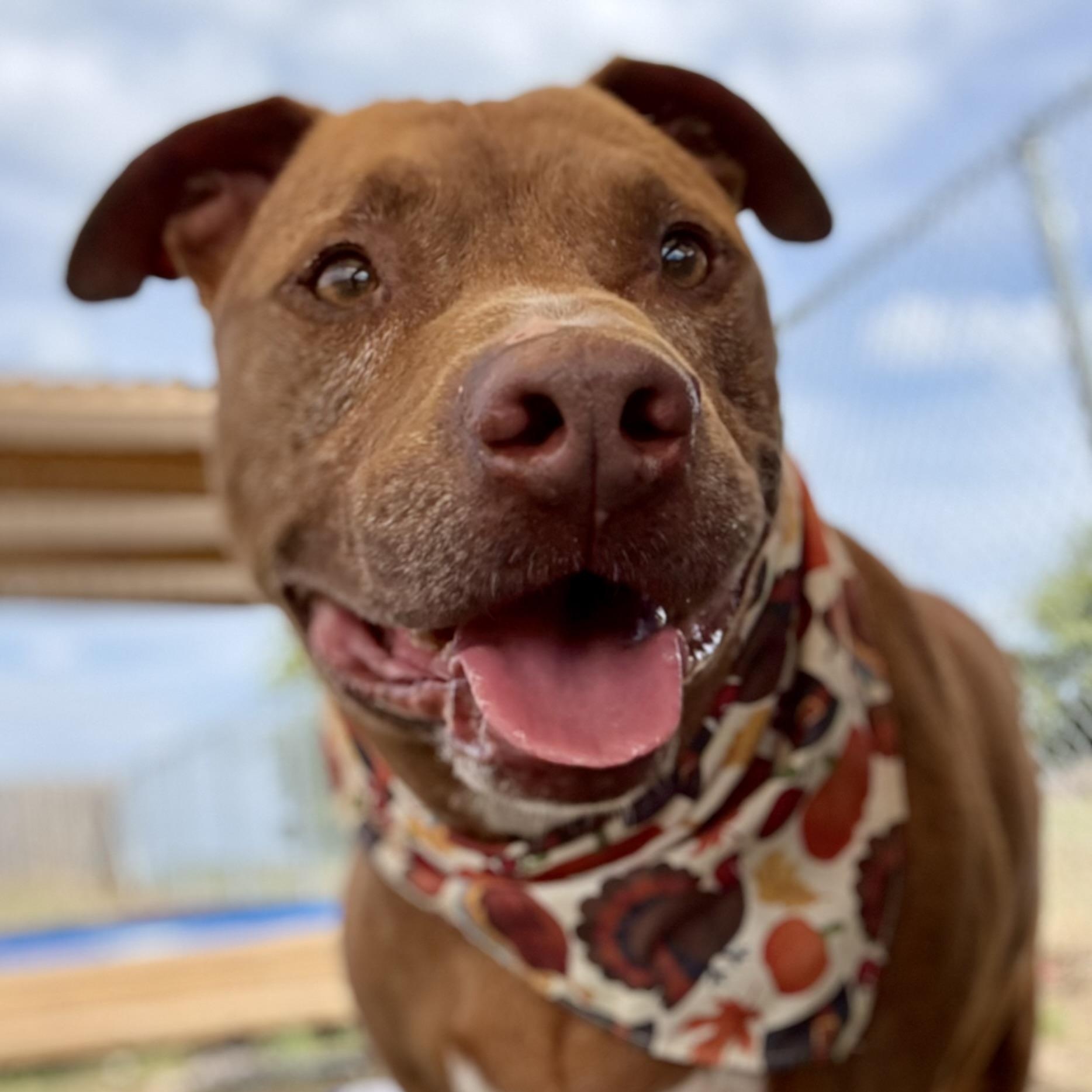 Enlarge *Nate, a Adoptable American Staffordshire Terrier in Justin, TX image 3/5