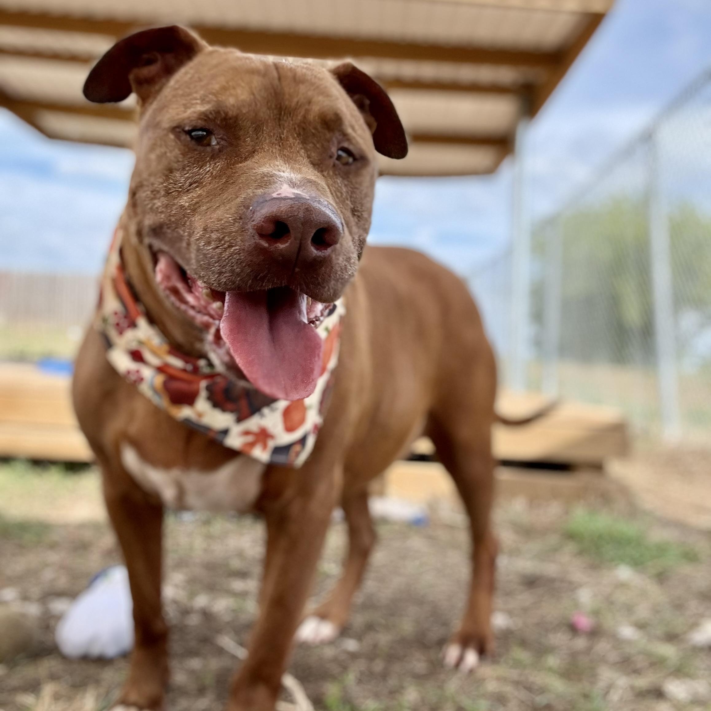 Enlarge *Nate, a Adoptable American Staffordshire Terrier in Justin, TX image 4/5
