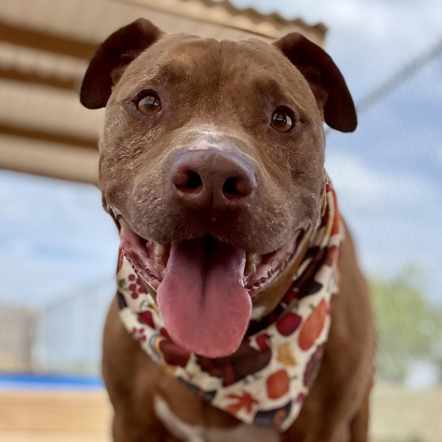 Enlarge *Nate, a Adoptable American Staffordshire Terrier in Justin, TX image 5/5