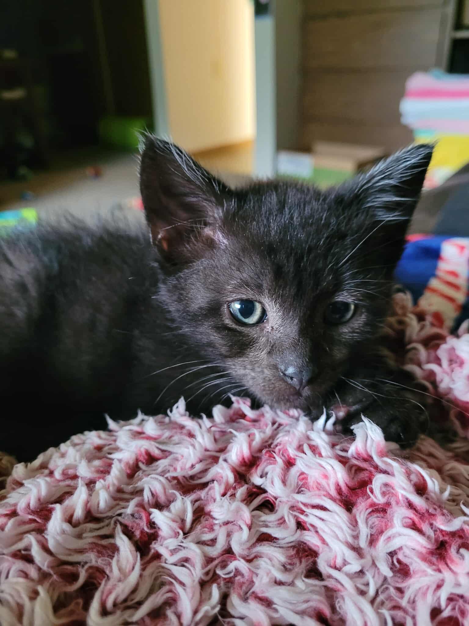 Enlarge Preston, a Adopted Domestic Short Hair in Alexandria, MN image 1/3