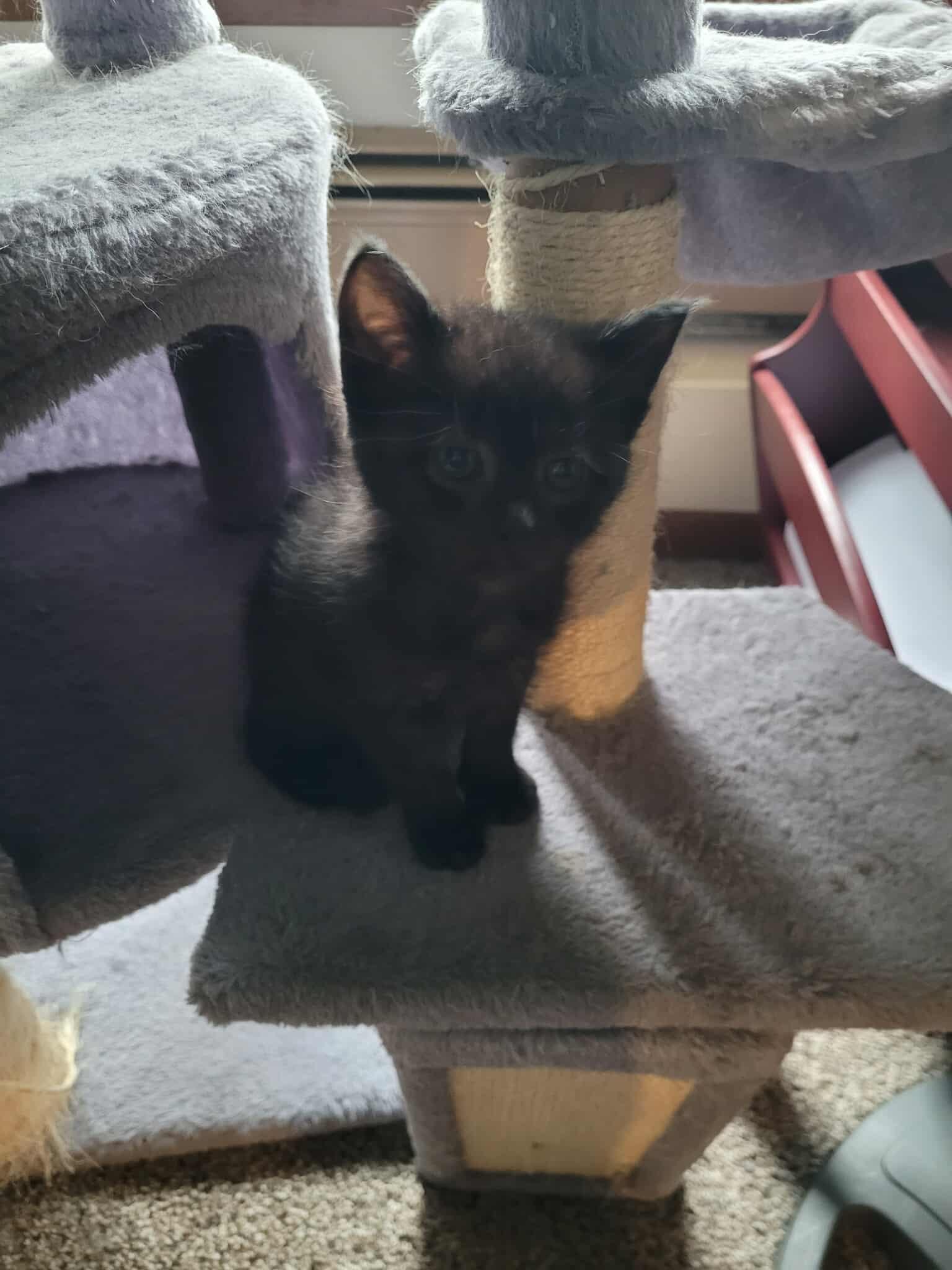 Enlarge Preston, a Adopted Domestic Short Hair in Alexandria, MN image 2/3