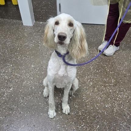 Queenie, Adoptable, Adult Female Standard Poodle & Labrador Retriever.