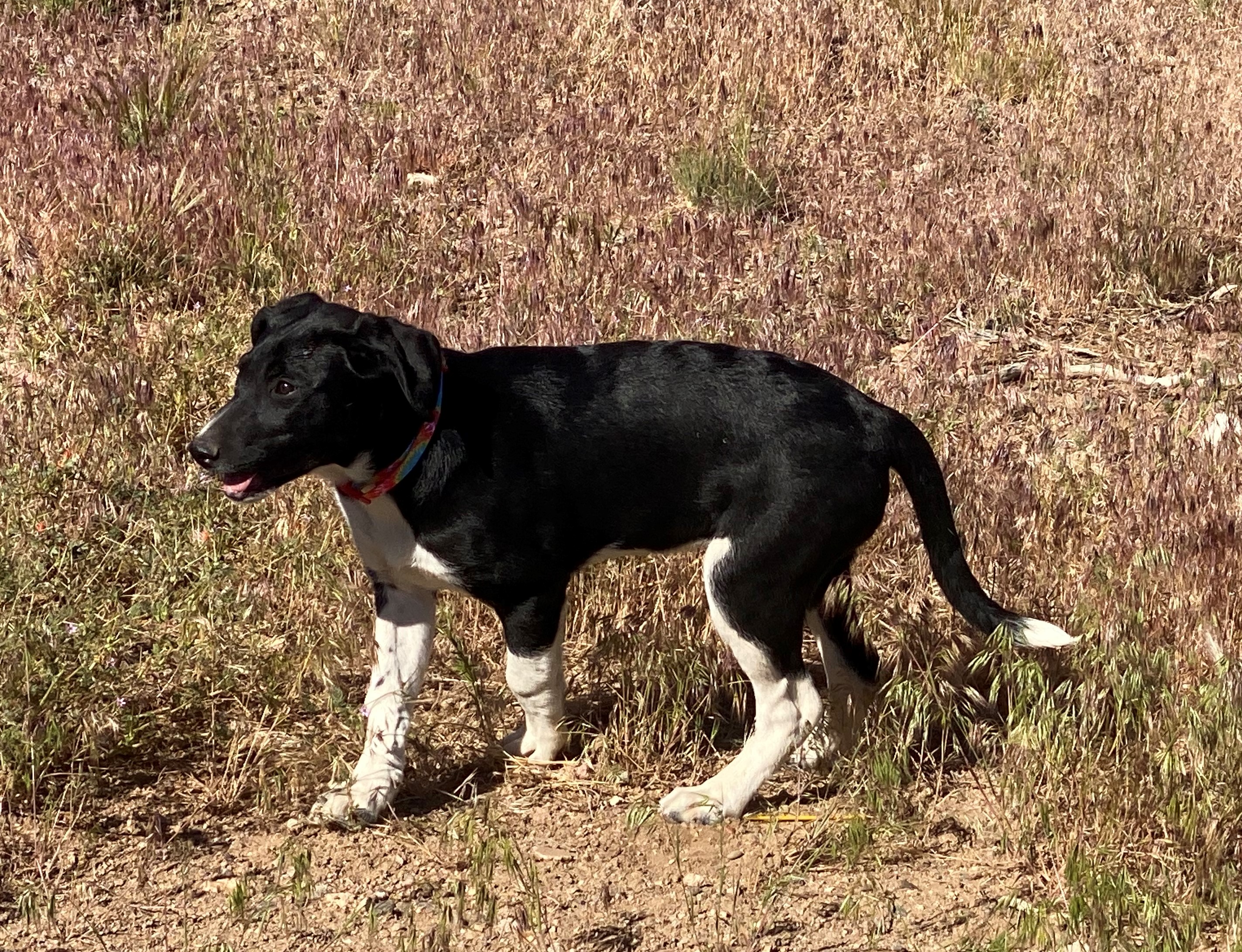 Radar, a Adopted mixed breed in Gardnerville, NV image 2/6