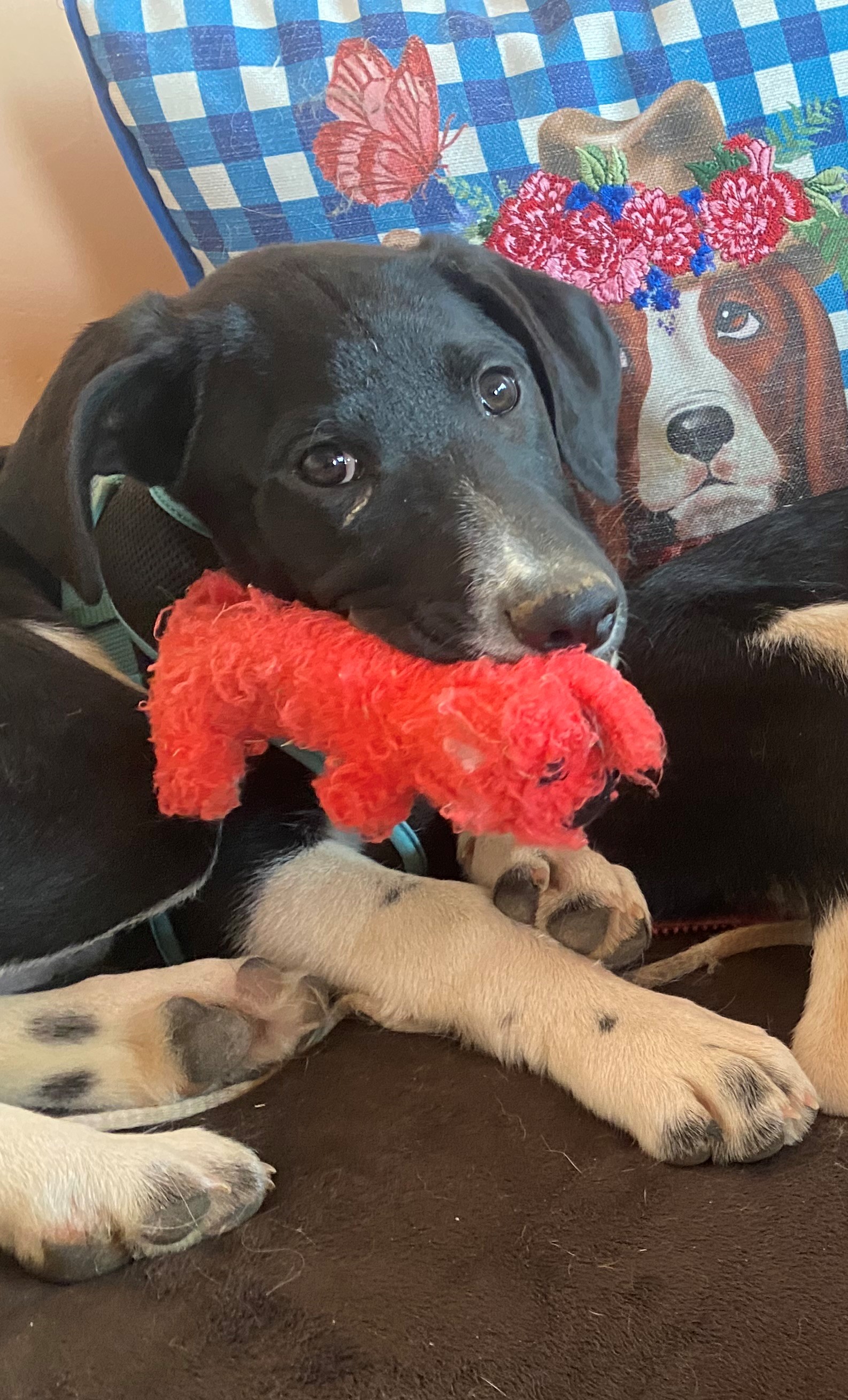Radar, a Adopted mixed breed in Gardnerville, NV image 3/6