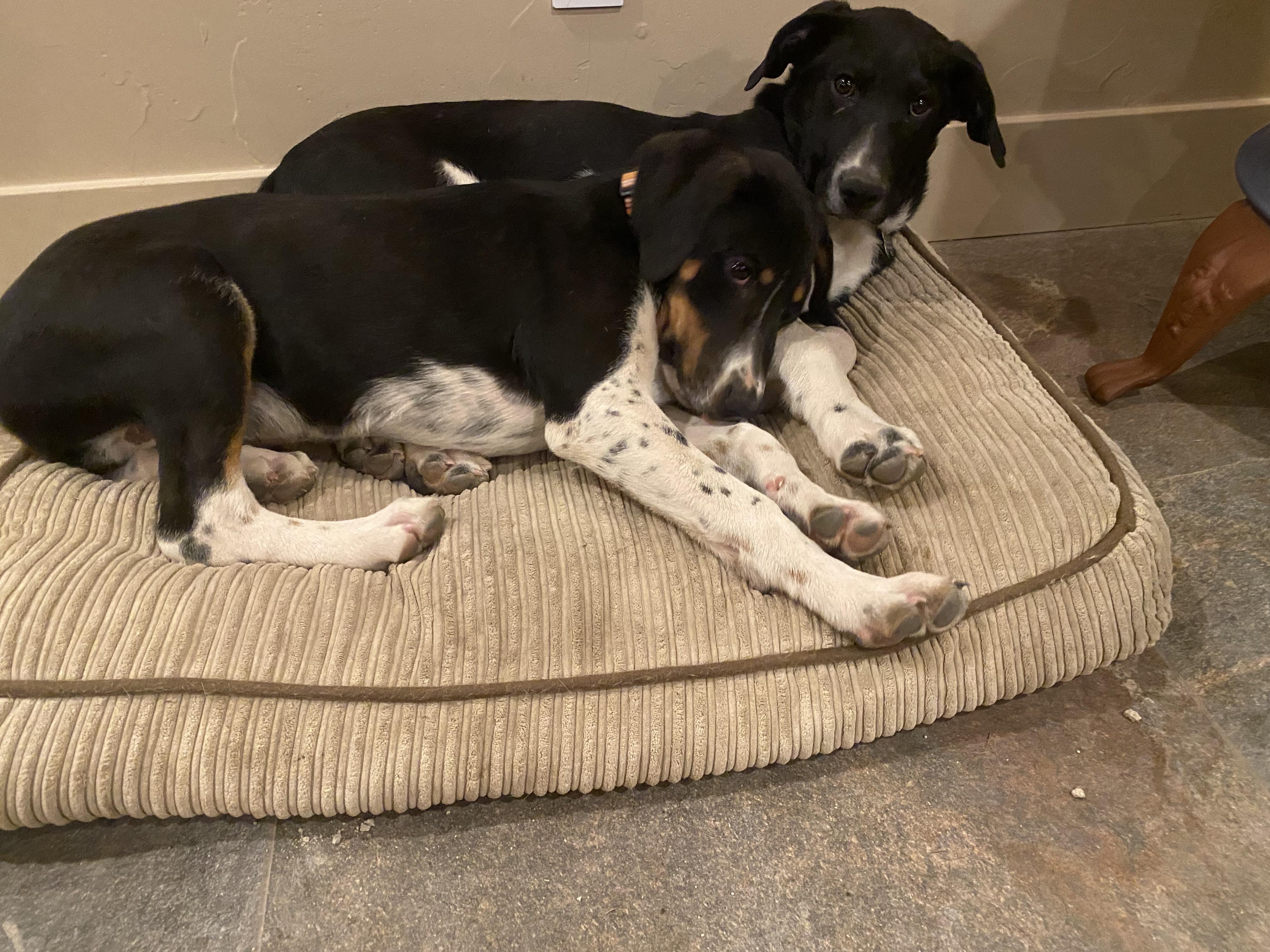 Radar, a Adopted mixed breed in Gardnerville, NV image 6/6