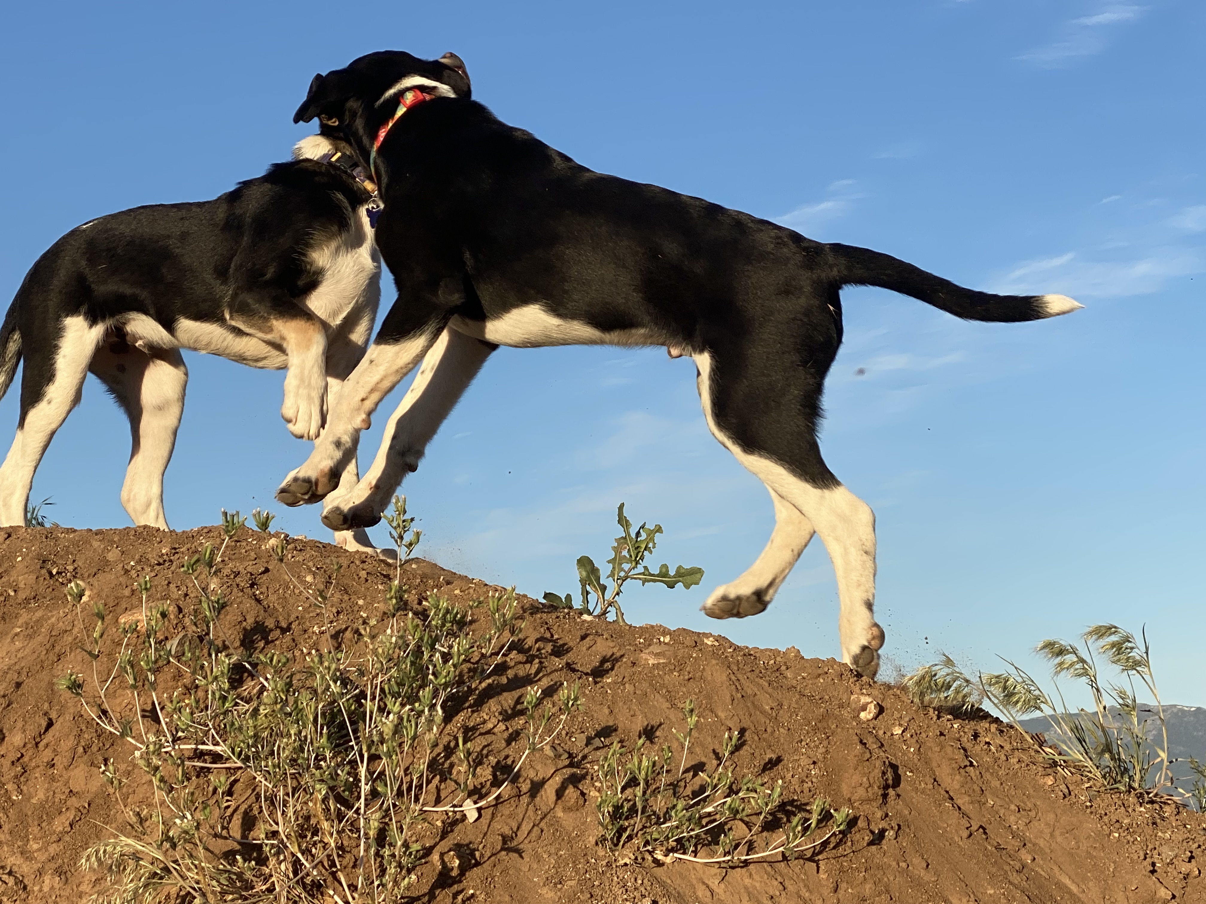 Radar, a Adopted mixed breed in Gardnerville, NV image 5/6